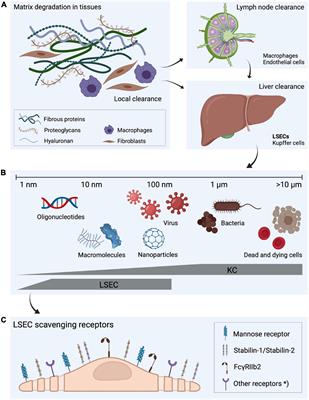 Frontiers | The Scavenger Function Of Liver Sinusoidal Endothelial ...